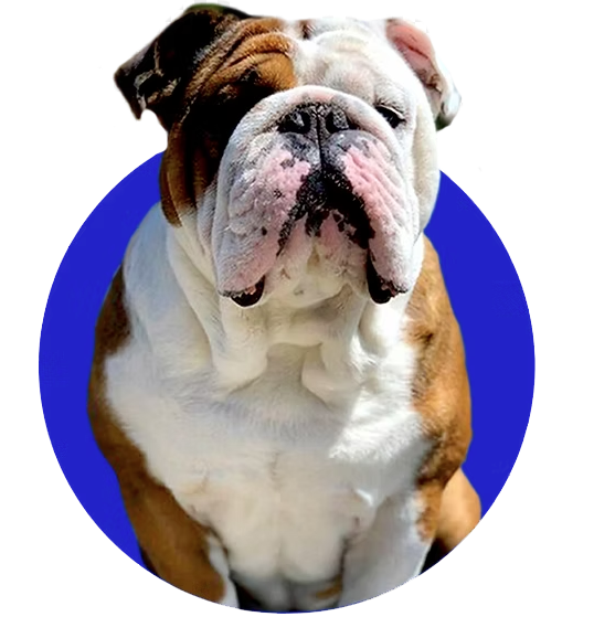 Bulldog Breeder