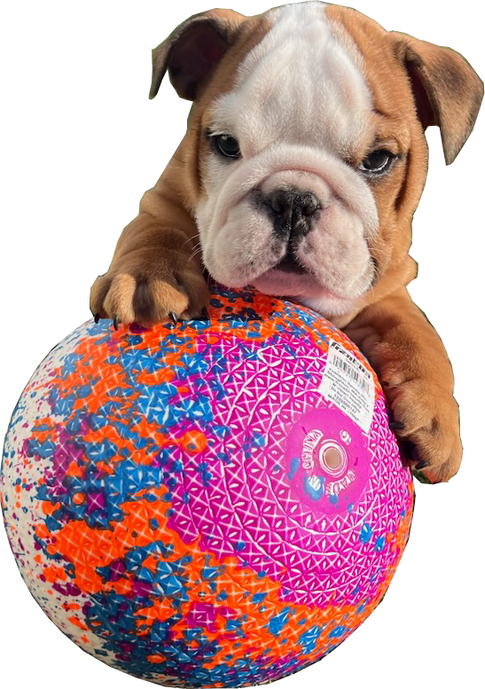 Baysidebulldogsnh.com