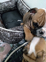 Pictures of litter of babies born, December 09 2024
