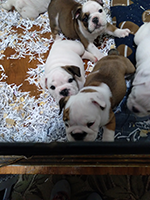 Pictures of litter of babies born, December 09 2024